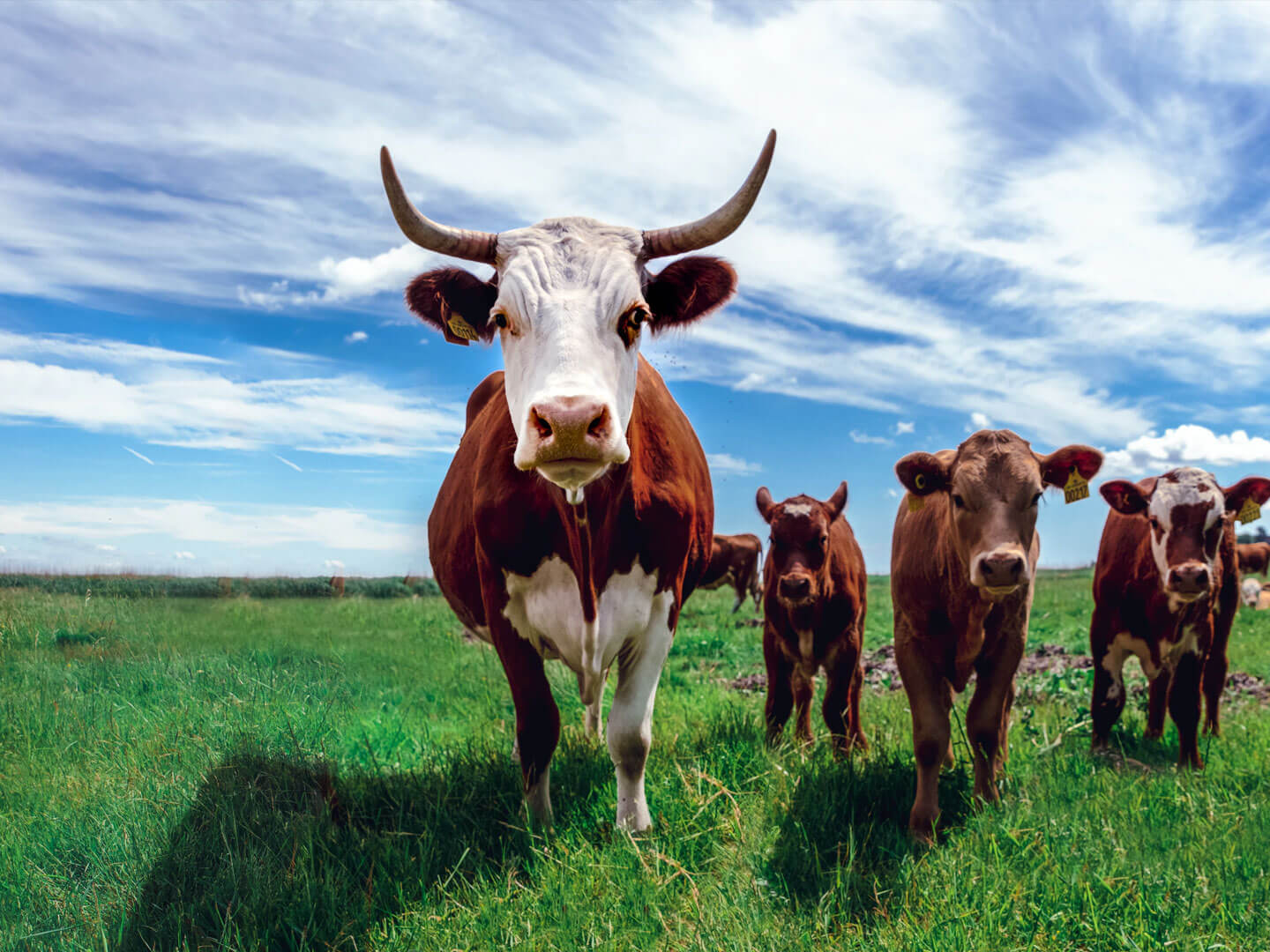 Worldmeat Logo